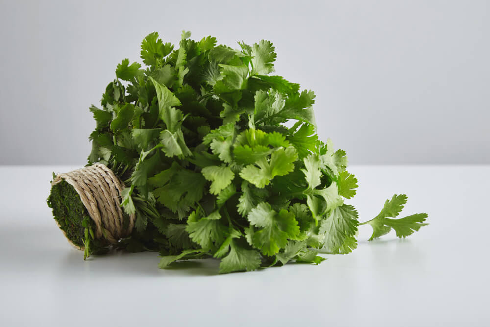 Fresh coriander or cilantro can make a good addition to a weight loss drink