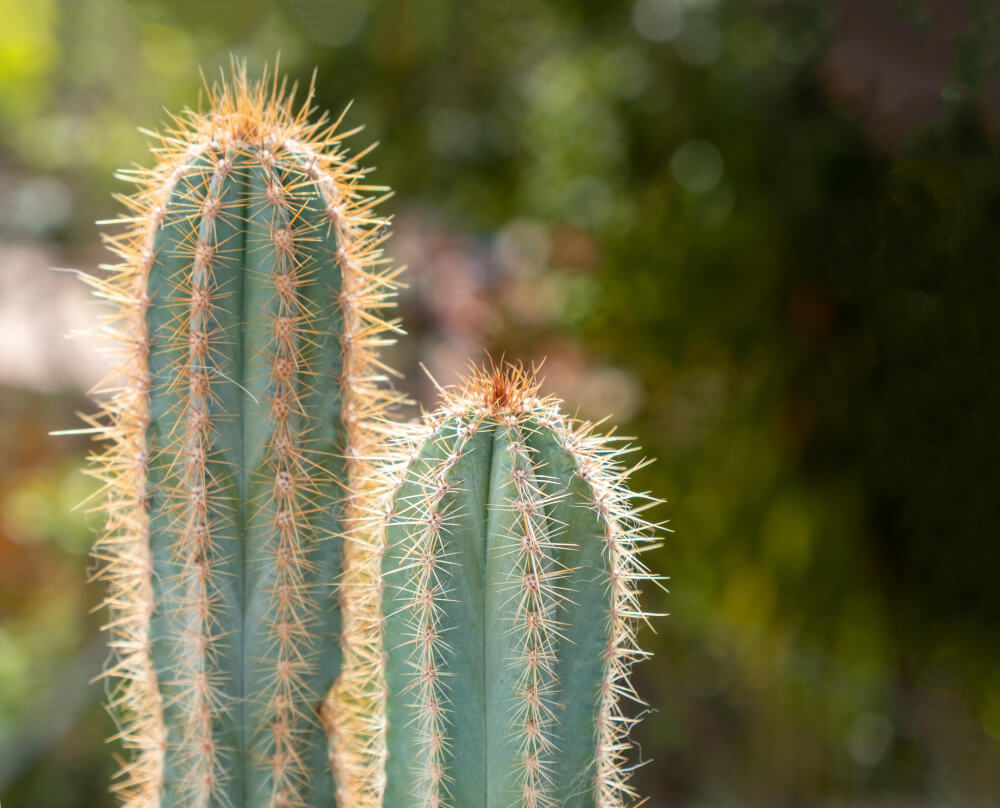 What does san pedro cactus look like?